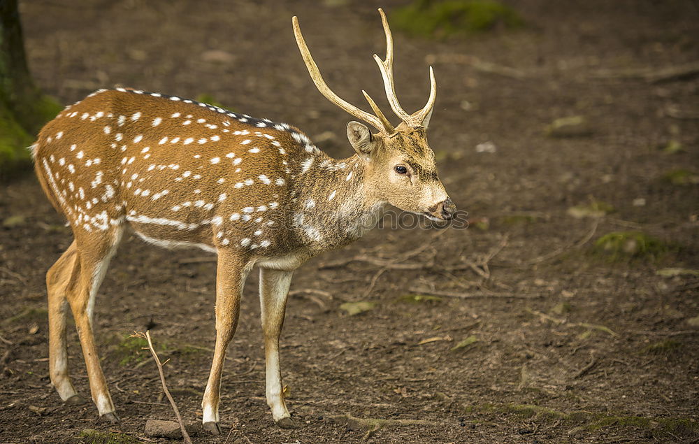 Similar – Portrait of a fallow deer looking back