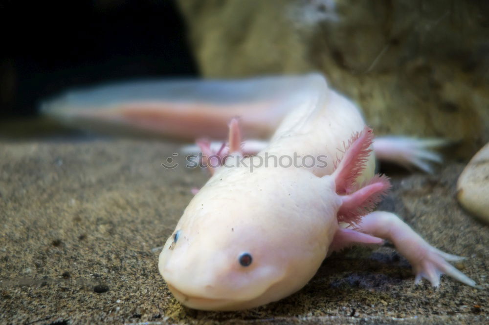 Similar – Foto Bild Tote Kröte Tier Tod Frosch