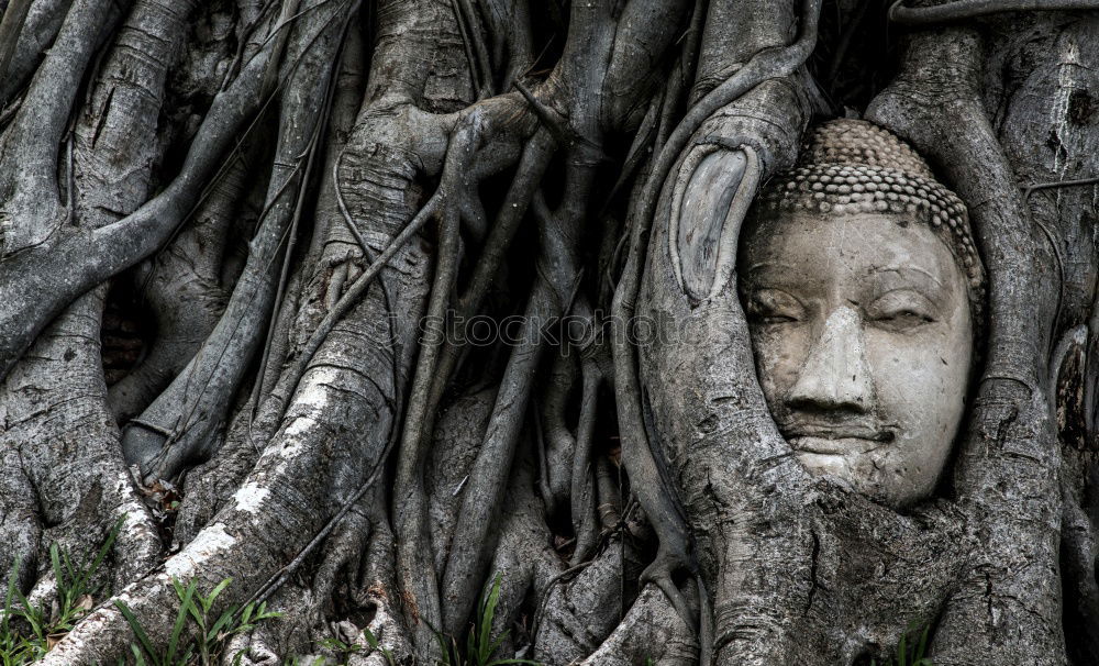 Similar – Small Buddha sitting on the root of a mighty oak tree