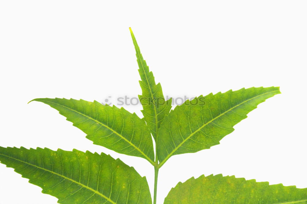 Similar – Image, Stock Photo Excessive Spring V Leaf