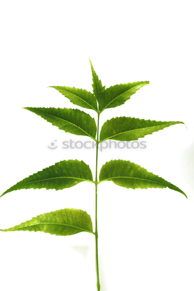 Similar – Foto Bild Summertime Blatt Esche