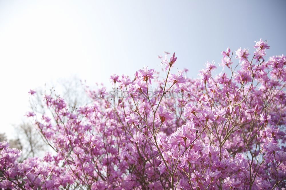 Similar – bougainvillea Summer