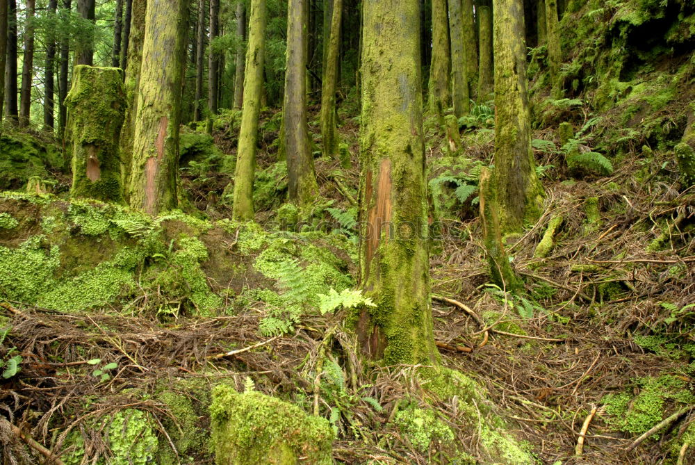 Similar – Foto Bild Chamansülz | dunkelmuschelbildermacherin