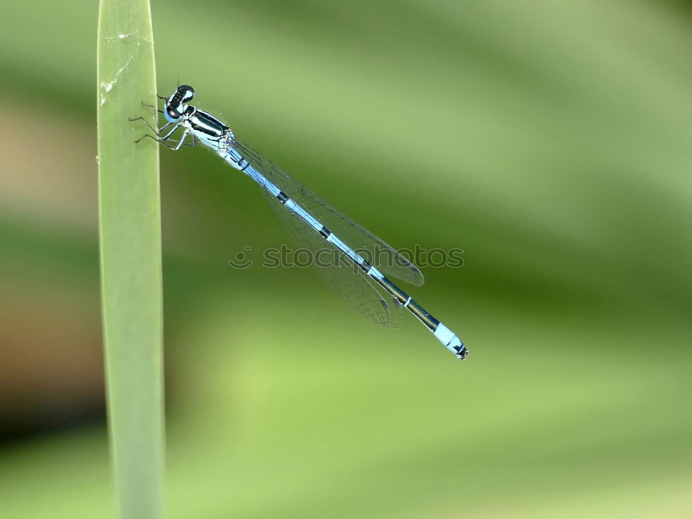 Similar – Dragonfly in the midday sun