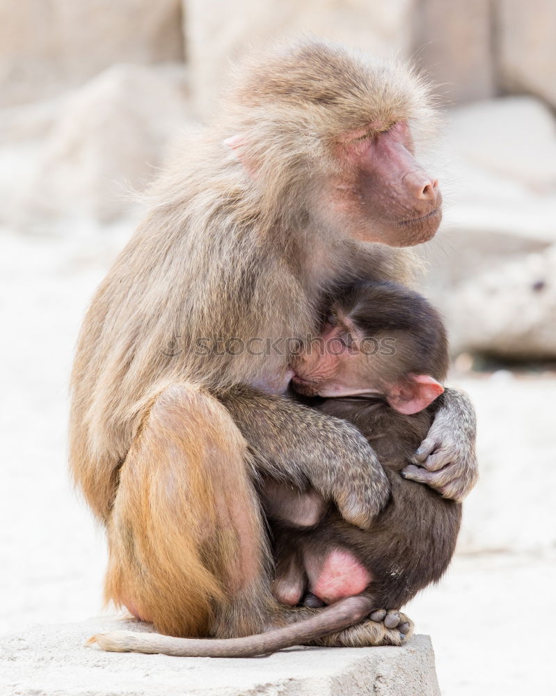 Similar – Image, Stock Photo Bali Monkeys Environment