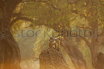 Similar – Image, Stock Photo Tigered cat on the prowl