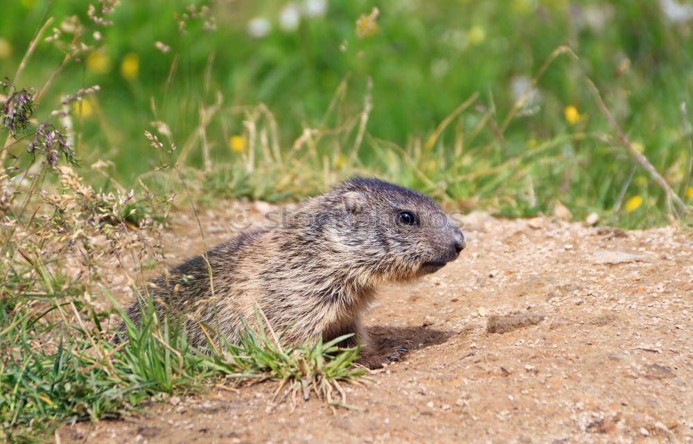 Similar – Image, Stock Photo pig Environment Nature