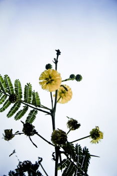 Similar – filigree Nature Plant