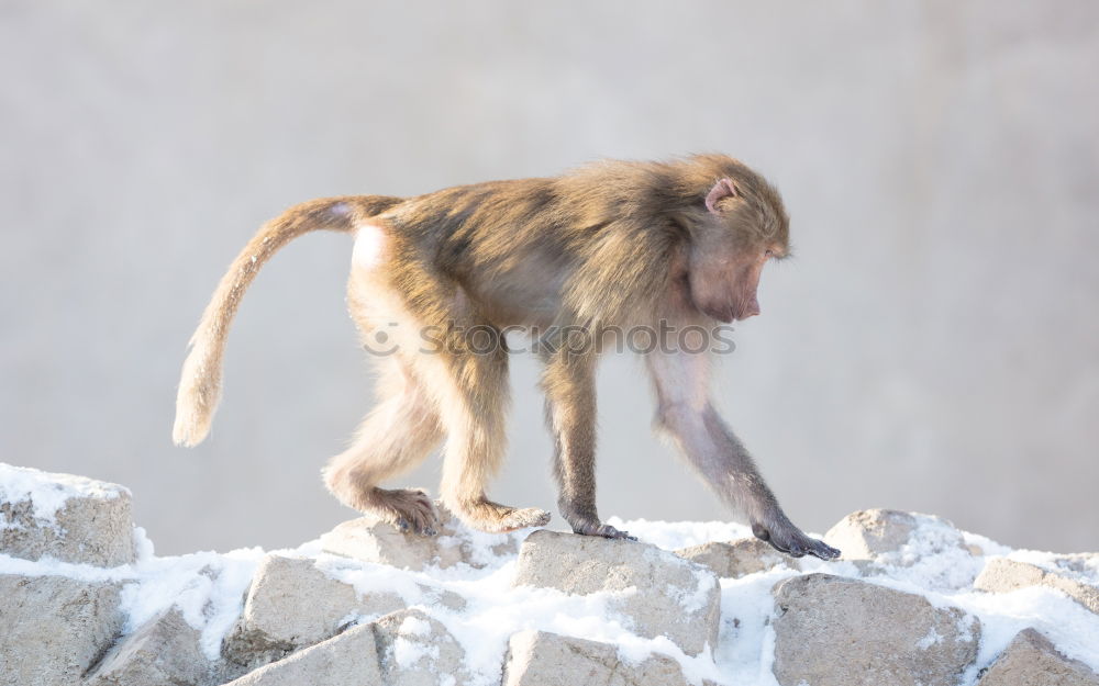 Foto Bild Äffchen Tier Wildtier Zoo