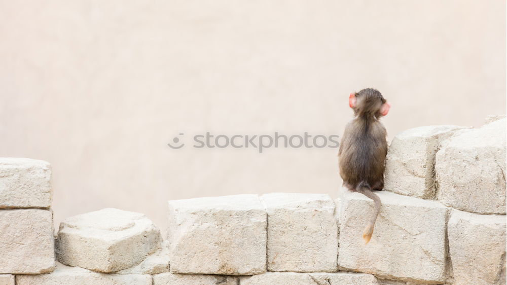 Similar – Foto Bild Äffchen Tier Wildtier Zoo