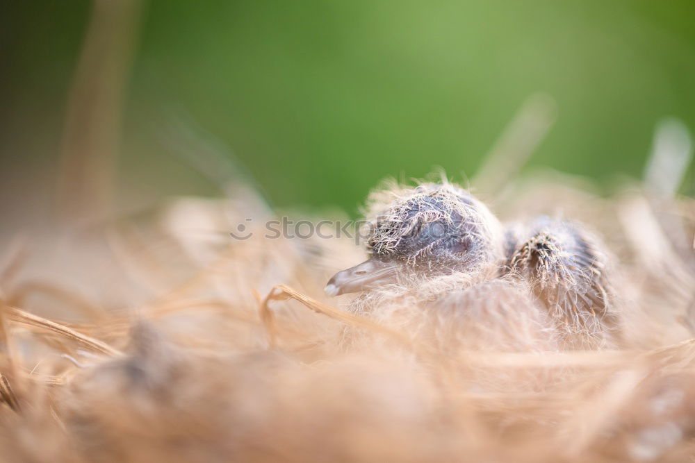 Similar – Image, Stock Photo Empty nest in daddys hand