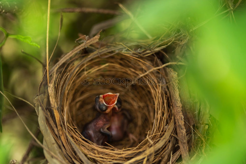 the early bird Nature