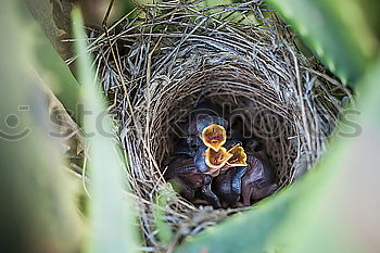 Similar – Blackbird quartett-bedlt-blackbird-cock-around-food-MG_1270