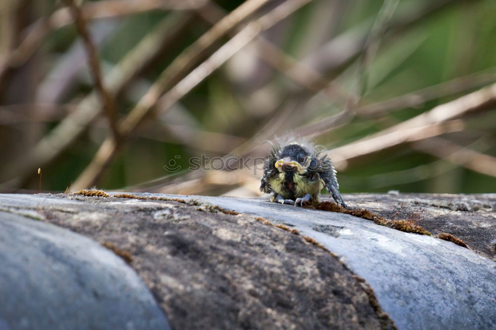 Similar – Foto Bild Spatz im Gestrüpp Natur