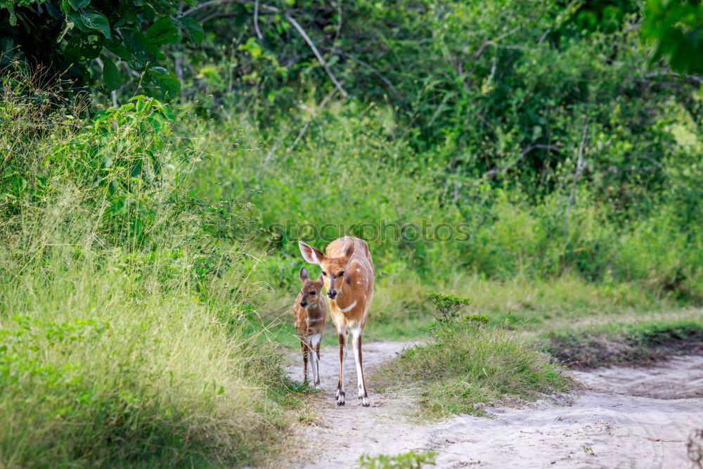 Image, Stock Photo Deer in backlight Roe deer