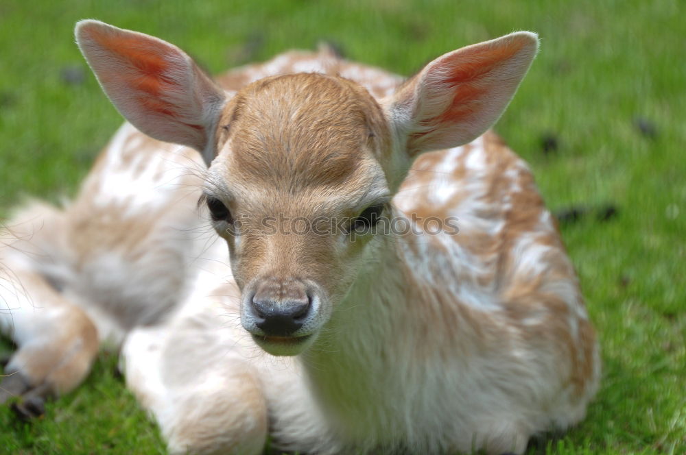 Similar – Foto Bild Kleinwild Kopf Reh Hirsche