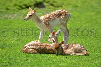 Similar – anschmiegsam Natur