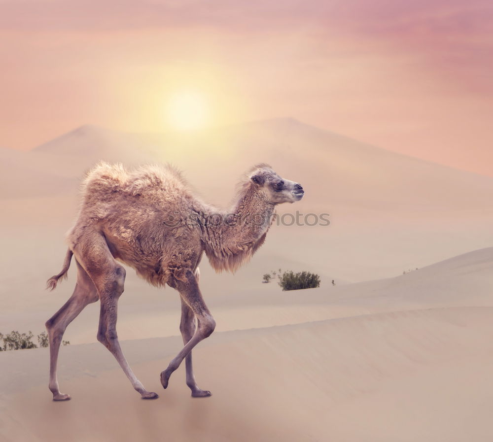 Camel up Dromedary Desert