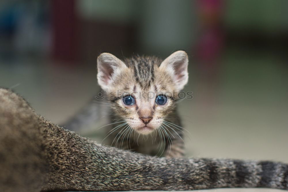 Similar – Little cat playing on the home