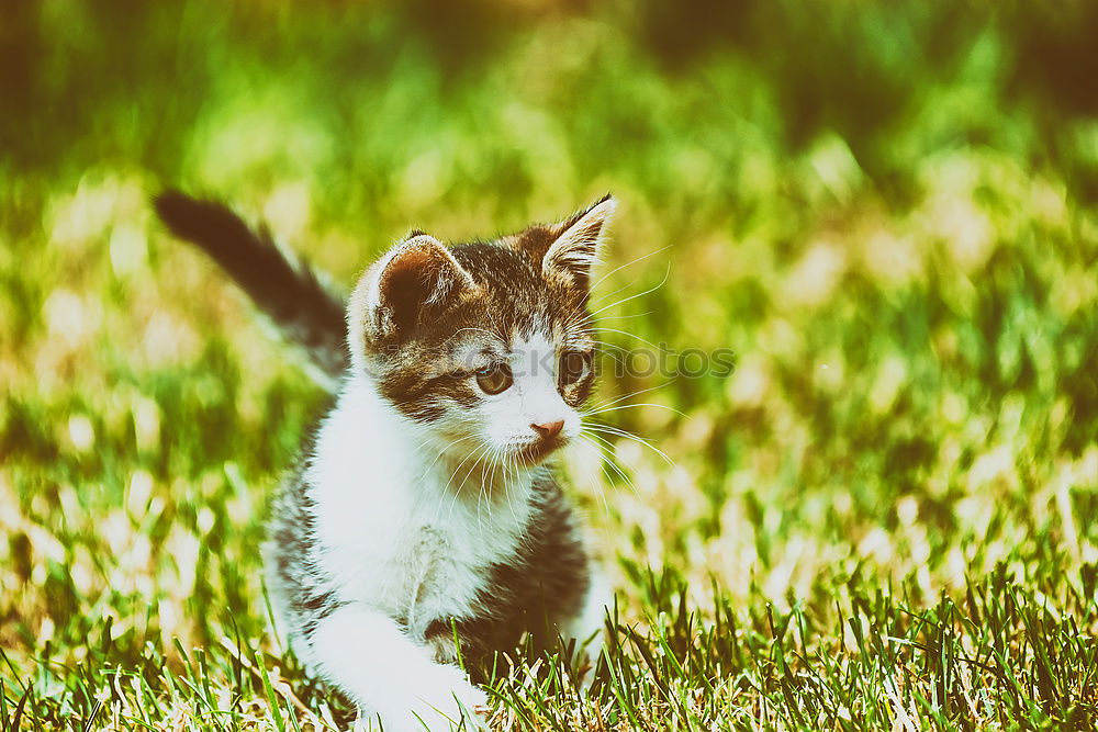 Similar – Image, Stock Photo Baby Cat Playing In Grass