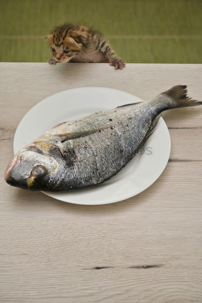 Similar – Image, Stock Photo Sea bass on kitchen table with lemon and rosemary