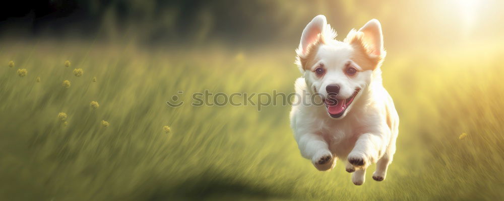 Similar – Image, Stock Photo Welsh Corgi on the grass lookin’ up