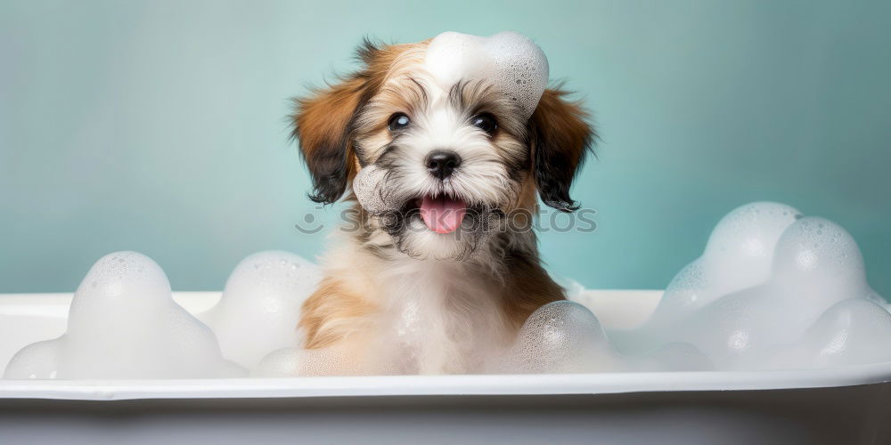 Similar – Image, Stock Photo Dog, pet, animal,