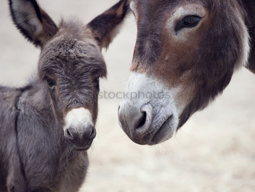 Similar – Image, Stock Photo Curious Icelandic horses in spring