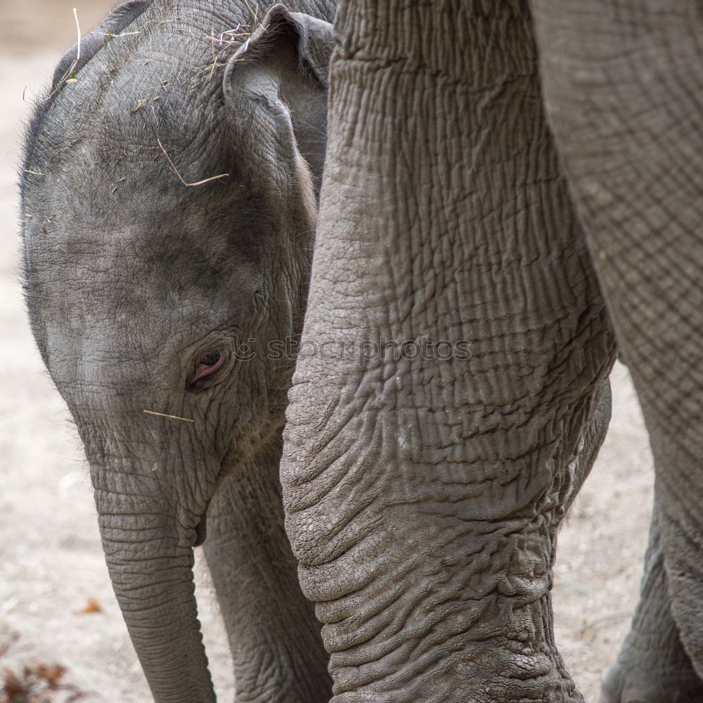 Similar – Image, Stock Photo Asian elephants Elephant