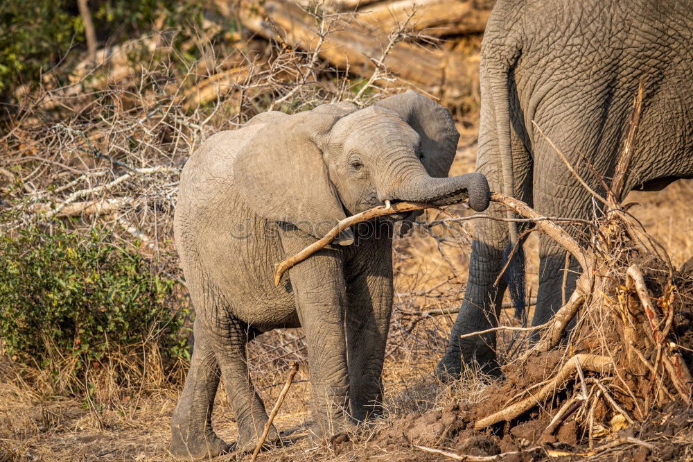 Similar – Image, Stock Photo Elephants in the addo elephant national park