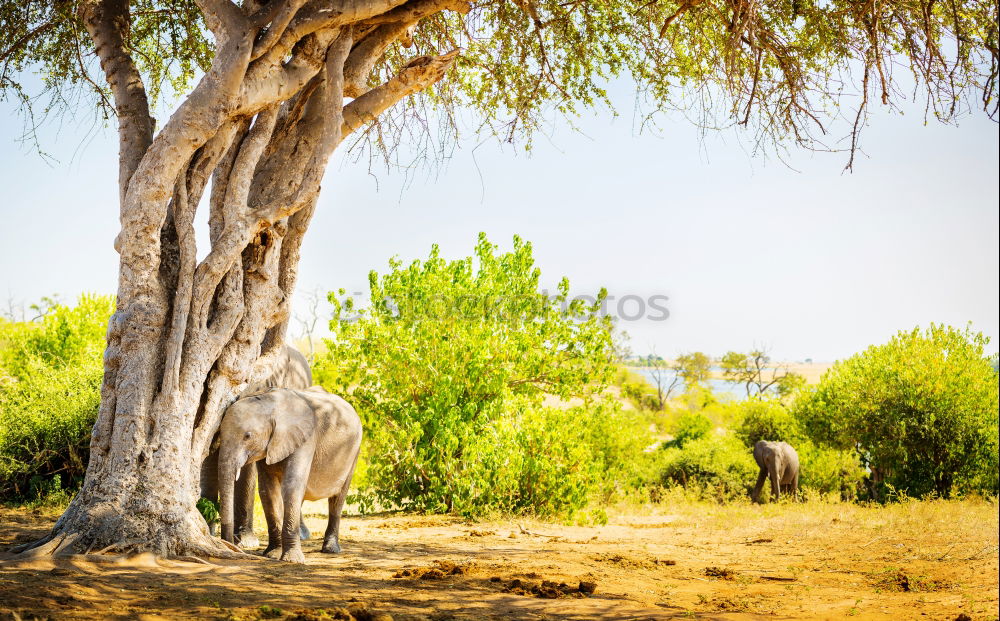 Similar – tomb old trees cows