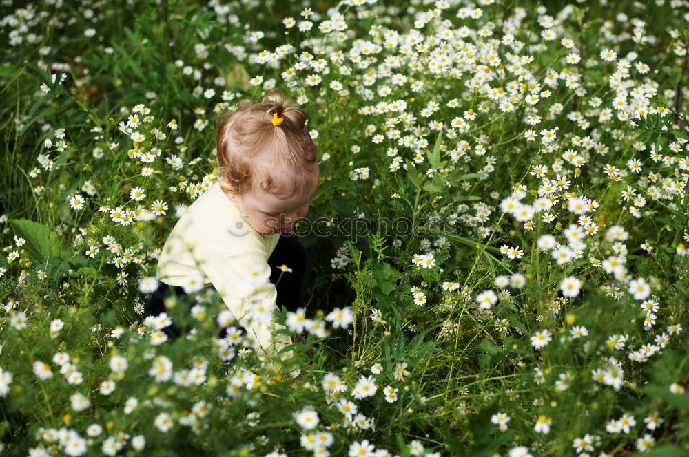 Similar – Daisies Farbfoto