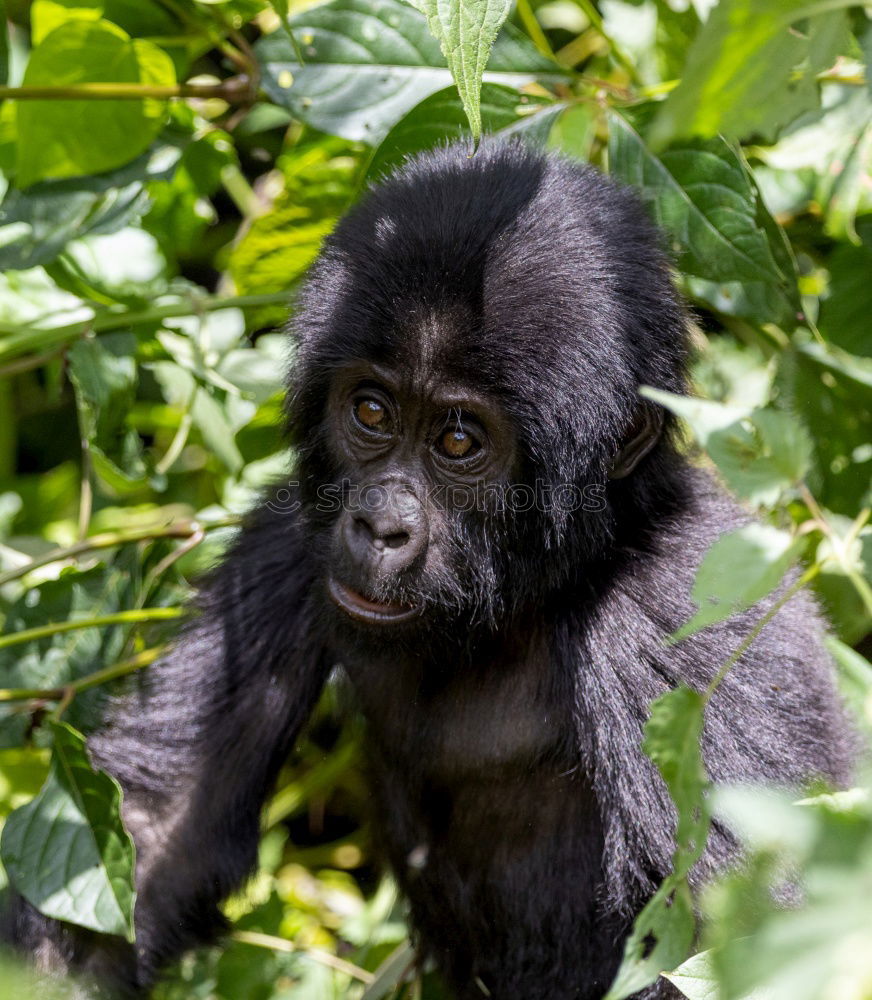 Similar – A gorilla eats leaves in the Impenetrable Forest