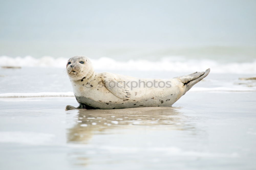 seal Environment Nature