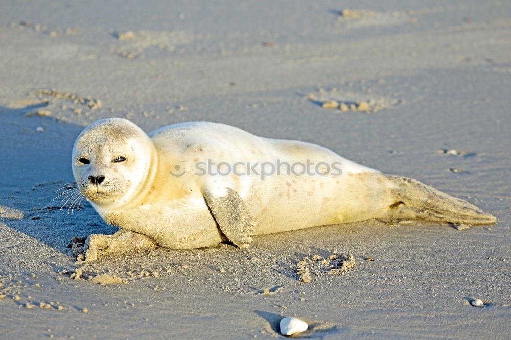 Similar – Image, Stock Photo tired Environment Nature