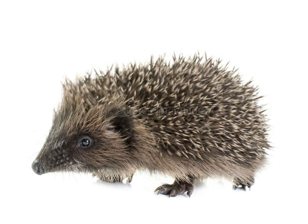 Similar – Alles zu spät…. Igel