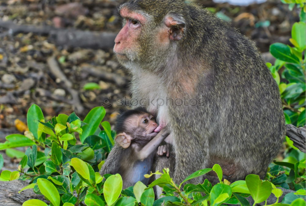 Image, Stock Photo Macaque mother with baby