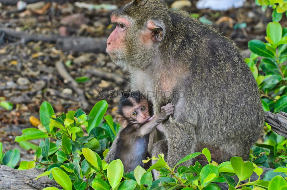 Similar – Image, Stock Photo Macaque mother with baby