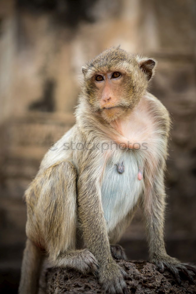 Similar – Image, Stock Photo Thoughtful Safari Summer