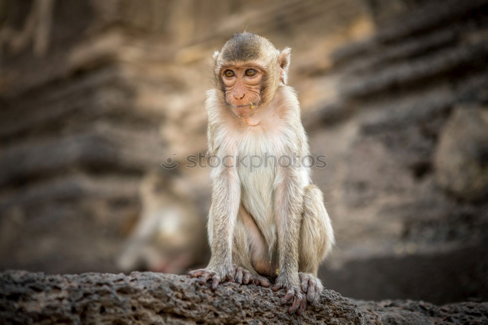 Similar – Image, Stock Photo Berber Buddha Morocco