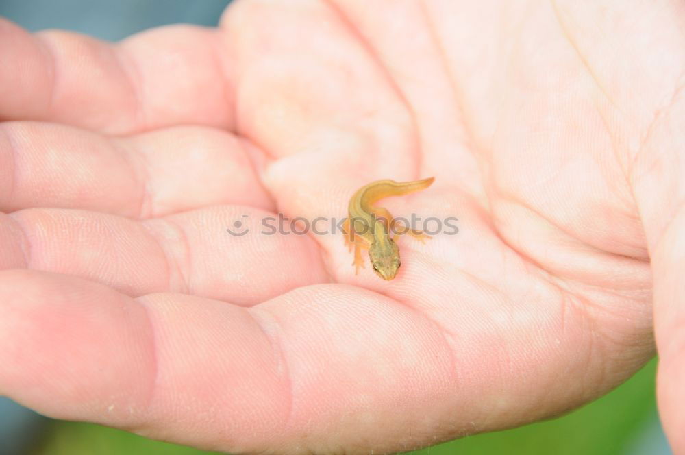 Similar – Image, Stock Photo minor prince Human being