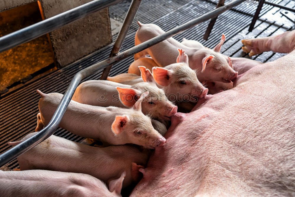 Similar – Image, Stock Photo Pigs stable Swine Village