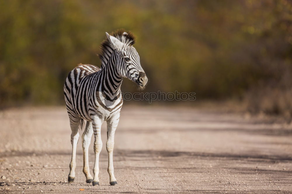 Similar – Image, Stock Photo Zebra in backlight at sunset