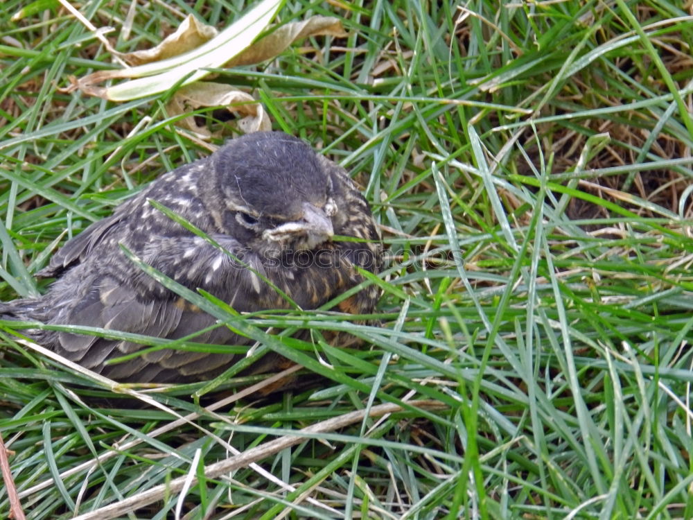 Similar – Image, Stock Photo Young birds in the nest