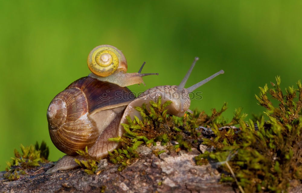 Similar – snail mail: a yellow-brown snail on a stem with a neutral background