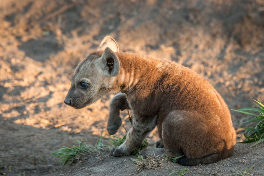 Similar – Przewalski’s foal Spring