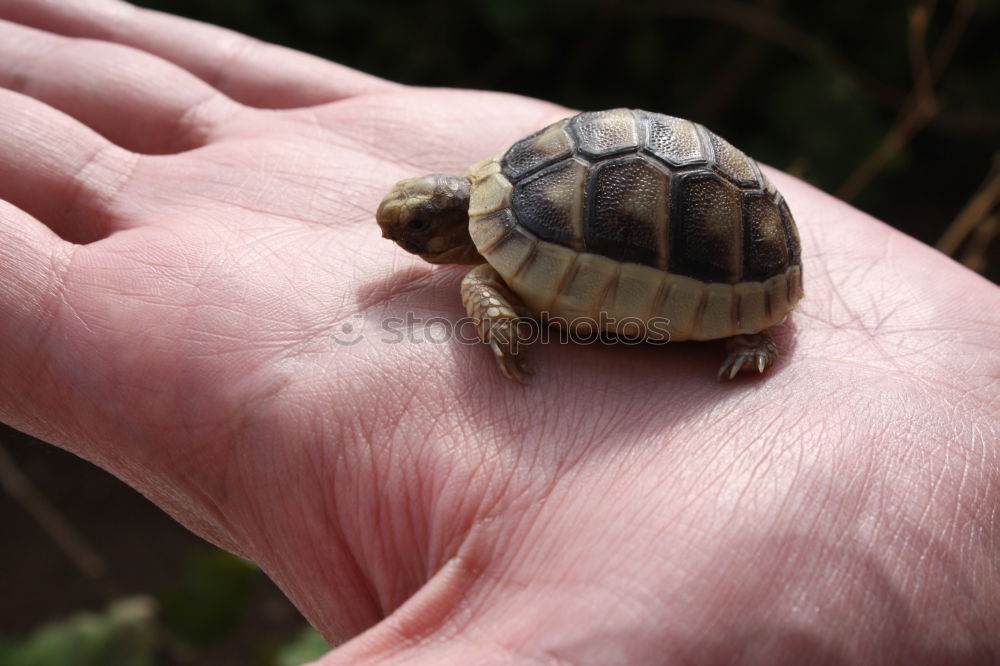 Similar – Image, Stock Photo Fire in the hands Animal