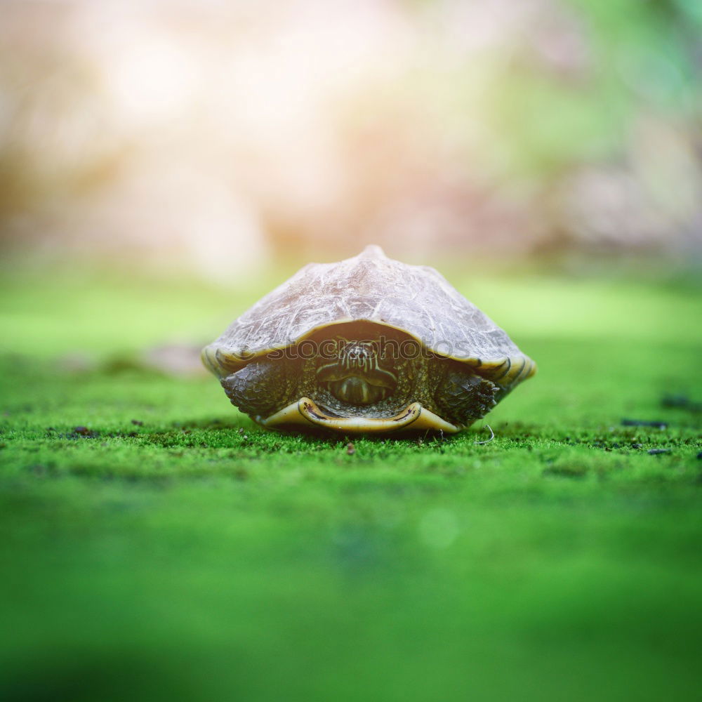 Similar – Foto Bild flying turtle Schildkröte