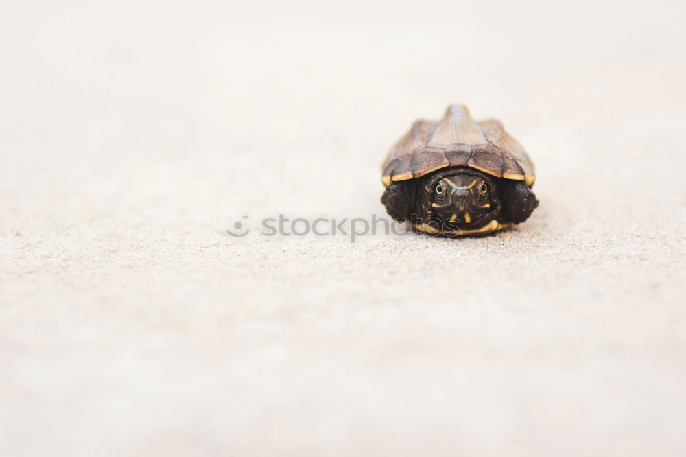 Similar – Image, Stock Photo funny snails (4) Snail