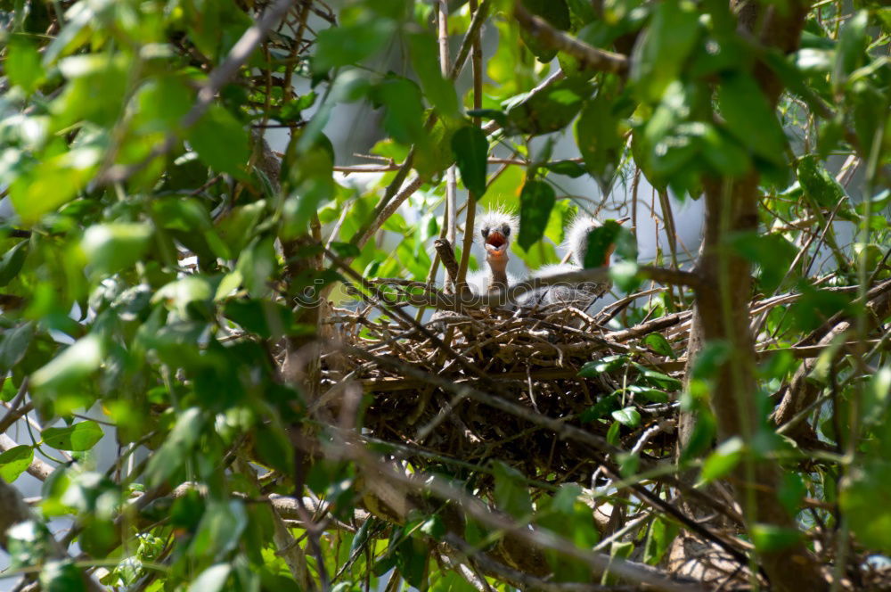 Image, Stock Photo Blackbirds-bird-chicks-necks-bird-duo-hungry-bird-chicks_MG_2087